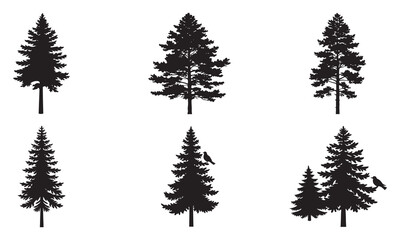 Obraz premium Majestic Pine: Nature’s Evergreen Guardian