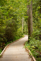 A wooden path leading through the forest. Reserve. Background.