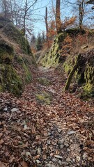 bewaldete Passhöhe, Altstraße Hohlweg „Große Egge