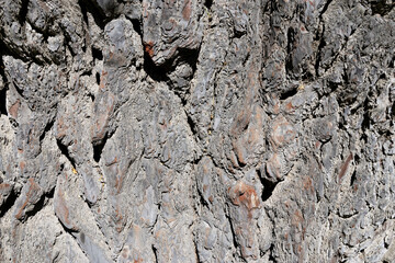 Wrinkled texture of tree bark