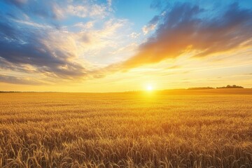 Naklejka premium Golden Flax Field at Sunset in Austria, Beautiful Clouds Above, Capturing the Essence of European Agriculture