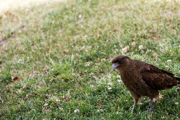 Small hawk named Chimango perched on a grassy area in a shaded area