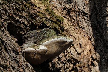 Large parasitic mushroom that grows on tree trunks, Fomes fomentarius. This mushroom is known by several names, tinder fungus, hoof fungus, tinder conk, tinder polypore or ice man fungus 
