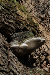 Large parasitic mushroom that grows on tree trunks, Fomes fomentarius. This mushroom is known by several names, tinder fungus, hoof fungus, tinder conk, tinder polypore or ice man fungus 
