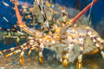 CloseUp View of a Strikingly Colorful Lobster in Its Natural Aquatic Environment Setting