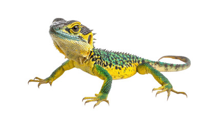Obraz premium Vibrantly Colored Lizard with Green and Yellow Scales on White Background
