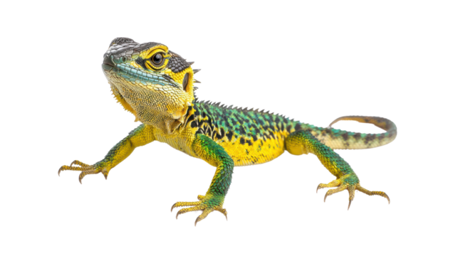 Vibrantly Colored Lizard with Green and Yellow Scales on White Background