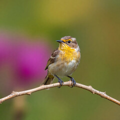 Fototapeta premium robin on a branch