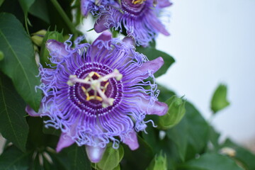 close up of a purple flower