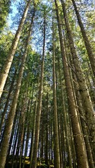 Dense forest, pines and firs of incredible height, Granvin, Norway