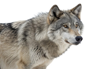Fototapeta premium Grey Wolf isolated on a transparent background.