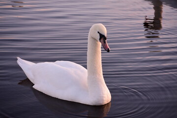 swan on the water