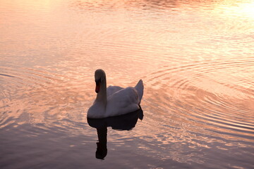 swan in the lake