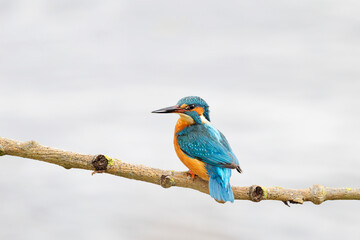 Kingfisher bird (Alcedo atthis) perched on a tree branch against clean background