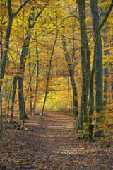 Mischwald Buche Eiche im Wienerwald am Kahlenberg, Österreich,