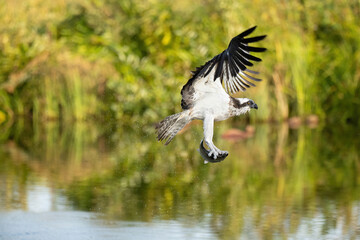 Osprey (Pandion haliaetus). Pandionidae Carrying freshly caught fish with wings in mid-downstroke. Water surrounded by green vegetation. Moment of tension as prey dangles beneath in open flight.