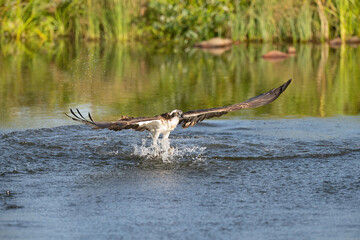 Osprey (Pandion haliaetus). Osprey with outstretched wings glides low above water holding a fish...