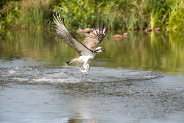 Osprey (Pandion haliaetus). Osprey rising in graceful arc with wings stretched near marsh. Reedbeds...