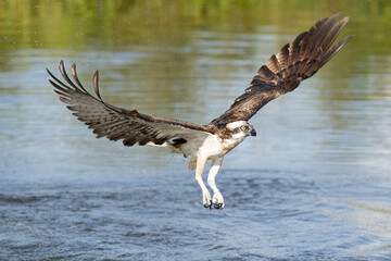 Osprey (Pandion haliaetus). Osprey takes flight from river surface with wings wide open. Shallow water with lush greenery. A powerful launch filled with splash and motion.