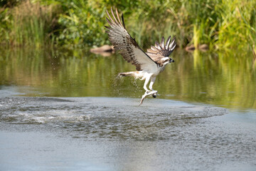 Osprey (Pandion haliaetus). Osprey veering upward after water dive, droplets trail its talons. Quiet reed-covered wetland. Intense expression reveals focus and sharp instinct.