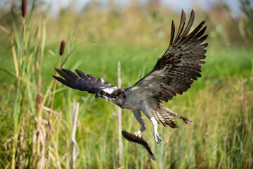 Osprey (Pandion haliaetus). Pandionidae ascending with large trout twisting below. Wetland edge filled with dense grass. Perfect catch frozen in sharp sunlight detail.