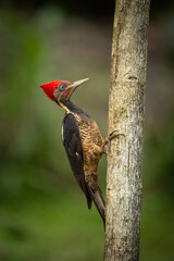 Pale-billed Woodpecker (Campephilus guatemalensis). Woodpecker Climbing Tree. Tropical forest trunk. Bright red crest contrasts with mossy background.