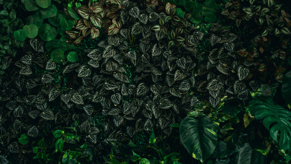 Close up group of background tropical green leaves texture and abstract background. Tropical leaf nature concept.
