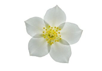 A pristine white flower, delicate petals surrounding a vibrant yellow center, symbolizes purity and new beginnings against a stark white backdrop.