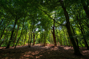 Thousand-year-old oaks of Ivenack, Germany