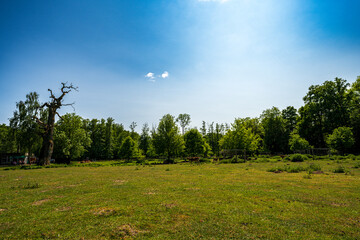 Thousand-year-old oaks of Ivenack, Germany