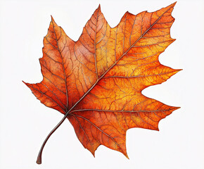 Fototapeta premium vintage red maple leaves