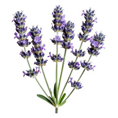 Naklejka premium Fragrant Lavender Flowers A Close-Up View of Purple Blooms