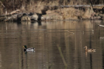 Mallard (Anas platyrhynchos), wild duck male and female swimming in the clear river water in Czech republic. Mallard couple
