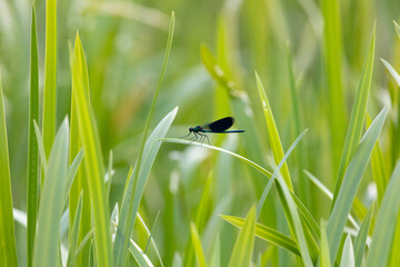 Dragonfly sits on dry grass on a green background