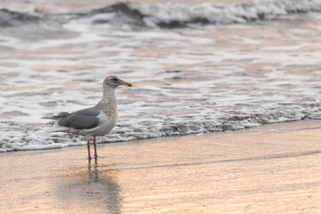 Seagull are sitting on a large stone close up