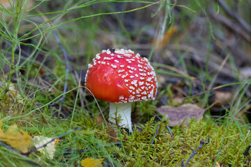 Beautiful red fly agaric growing among the grass