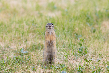 Speckled ground squirrel animal standing in the grass