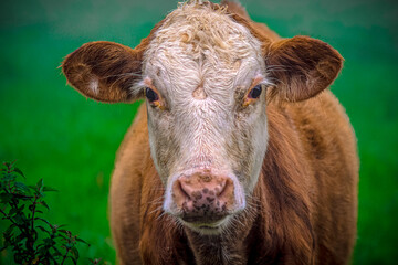 Portrait of a brown large cow