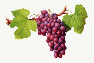 Fresh bunch of grapes isolated on a white background, perfect for illustrations and design