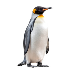 Fototapeta premium Penguin standing upright with a smooth belly isolated on a transparent background. 