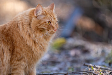 Majestic Ginger Cat in Soft Outdoor Light