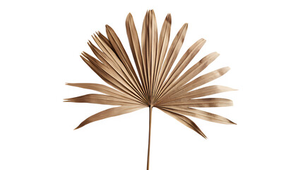 Dried Palm Leaf Isolated on Transparent Background - Tropical Botanical Design Element