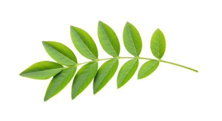 Isolated Green Leaves on Branch for Botanical Illustration and Natural Element