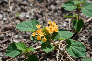 Obraz premium A small yellow flower with green leaves on the ground
