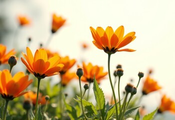 Obraz premium A field of orange flowers with a blue sky in the background