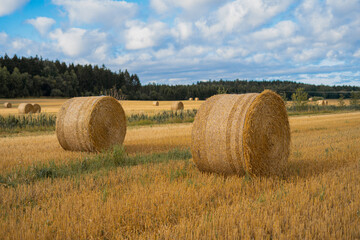 Large round hay bales rest in a harvested field surrounded by golden stubble. The bales are tightly...