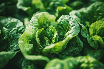 Fototapeta premium Abundant Green Lettuce Cultivation Thriving in Hydroponic Farm - Fresh, Healthy, Sustainable Agriculture