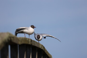 Sea birds on a wall