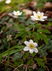 Fototapeta premium Kwiaty