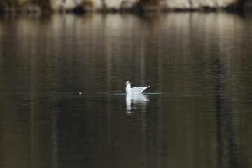 Black-headed Gulls in flight under a blue sky on a pond in Czech republic. The Black-headed Gull, with its dark chocolate-brown head in breeding season. Black-headed gull (Chroicocephalus ridibundus)
